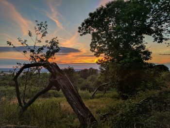 Trees on landscape against sky at sunset