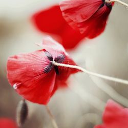 Close-up of red flower against blurred background