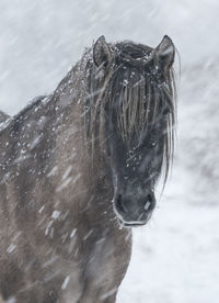 Close-up of a horse