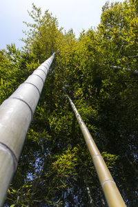 Low angle view of bamboo trees in forest