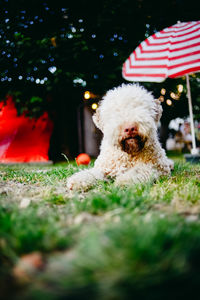 Close-up of dog on grass