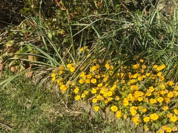 Close-up of yellow plants