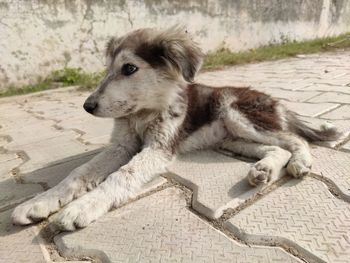 High angle view of a dog looking away