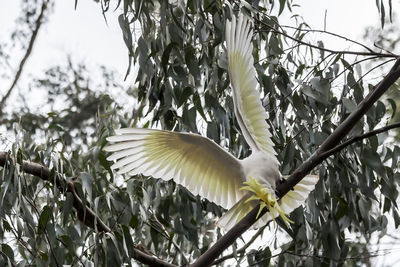 Close-up of bird perching on branch