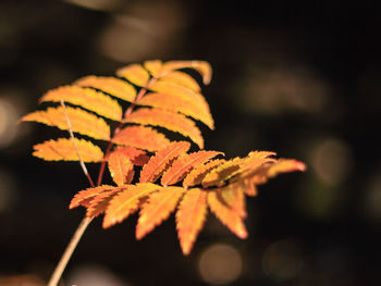 Close-up of maple leaf during autumn