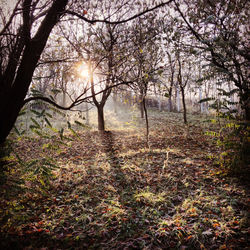 Trees in forest