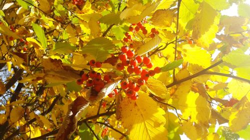 Close-up of yellow tree