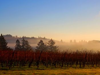 Lauer of fog over oregon vinyards