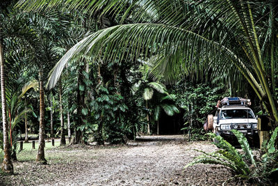 Palm trees along car