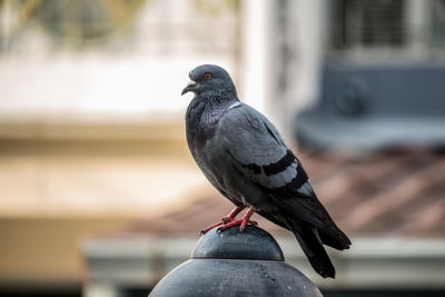 Close-up of pigeon perching