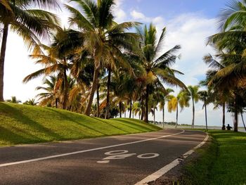 Palm trees by road against sky