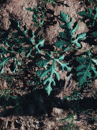 High angle view of trees growing on field