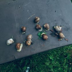 High angle view of crab on ground