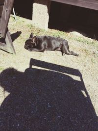 domestic animals