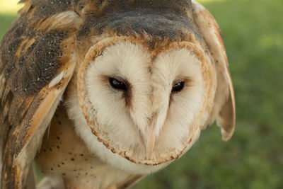 Close-up portrait of owl