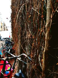 Close-up of christmas tree against sky