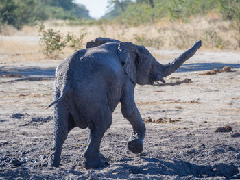 Close-up of elephant calf in moremi game reserve, botswana