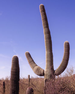 Low angle view of cactus growing on field against sky