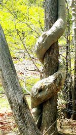 Close-up of lizard on tree trunk