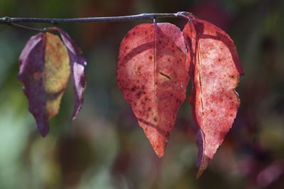 Close-up of dried leaves on plant