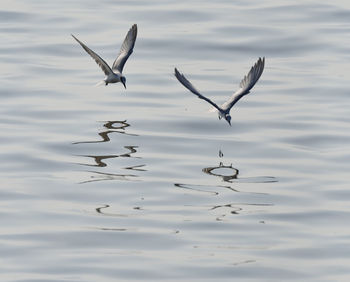 Close-up of birds flying over water