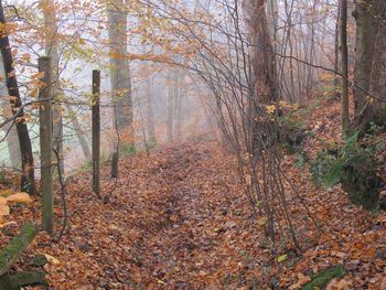 Trees in forest during autumn