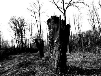 Bare tree stump on field against sky