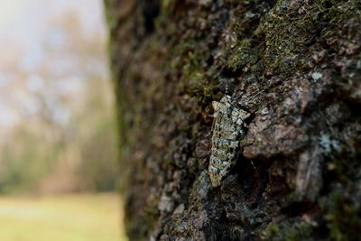 Close-up of insect on tree trunk