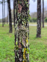 Close-up of lichen on tree trunk in field