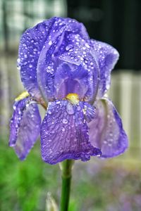 Close-up of water drops on purple flower