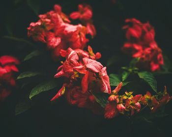 Close-up of red flowers