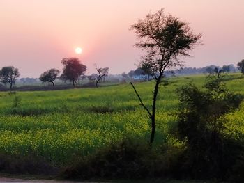 Scenic view of agricultural field against sky during sunset