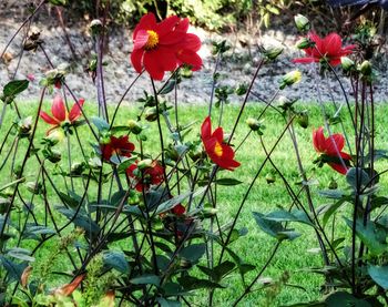 Close-up of red poppy blooming in field