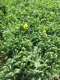 Full frame shot of flowering plants on field