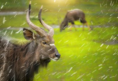 Close-up of deer on field