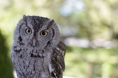 Close-up portrait of owl