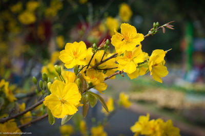 Close-up of yellow flowers blooming outdoors