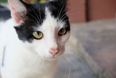 Close-up portrait of cat