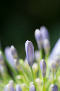 Close-up of flowers blooming in field