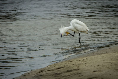 White heron on lake