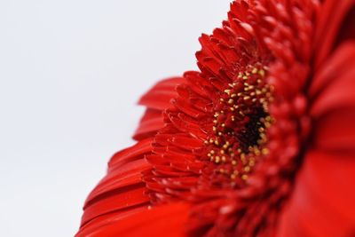 Close-up of red flower against white background