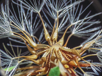 Close-up of succulent plant