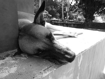 Close-up of dog lying down