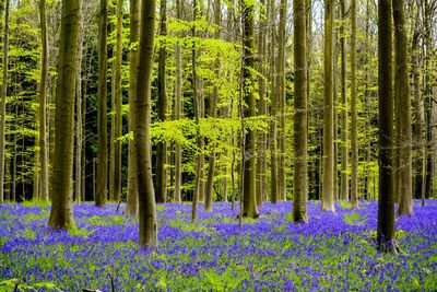 Fresh purple flower trees in forest