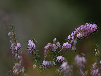 Close-up of pink flowering plants