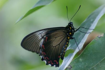 Close-up of butterfly