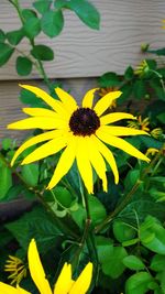 Close-up of yellow flower blooming outdoors