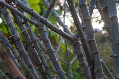 Close-up of bamboo trees in forest