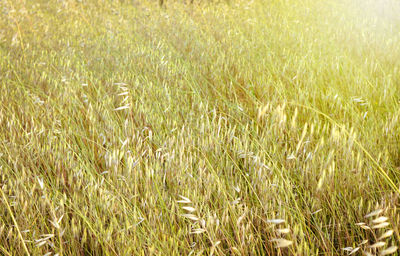 Full frame shot of corn field