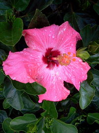 Close-up of pink flowers